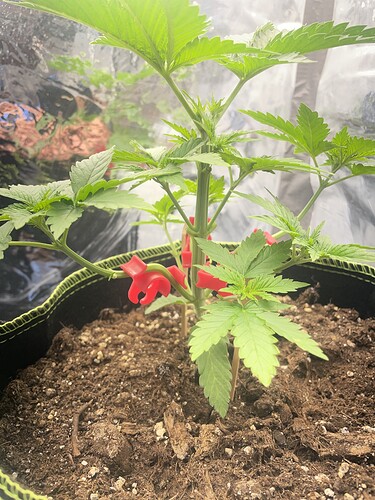 Growreport Bild 3