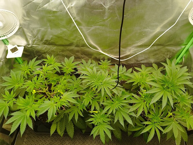 Growreport Bild 7