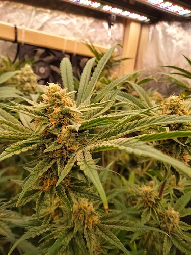 Growreport Bild 10