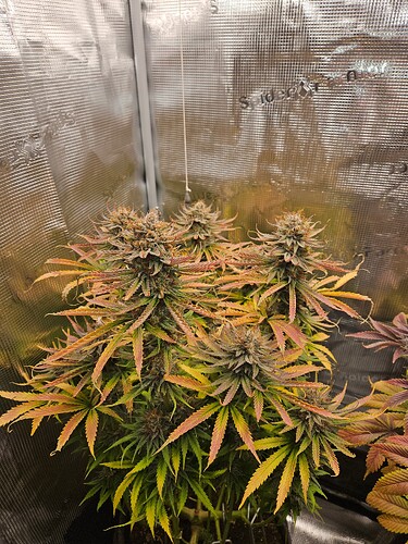 Growreport Bild 2