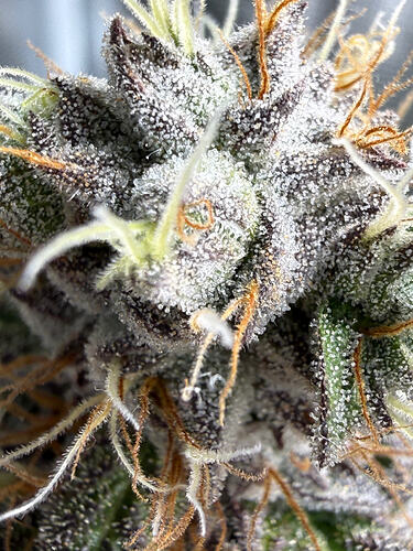 Growreport Bild 6