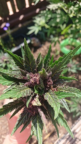 Growreport Bild 79