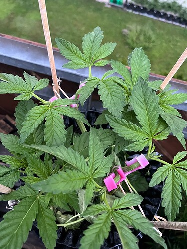 Growreport Bild 4