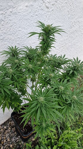 Growreport Bild 5