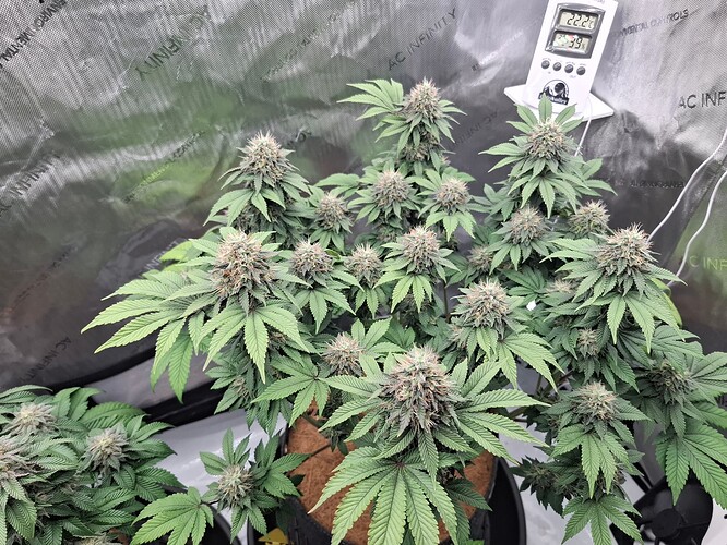 Growreport Bild 6
