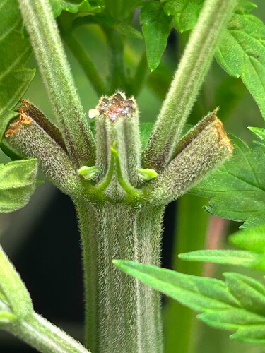 Growreport Bild 8
