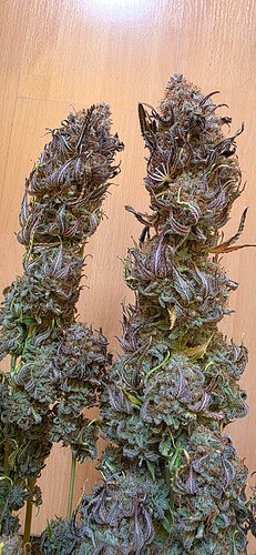 Growreport Bild 46