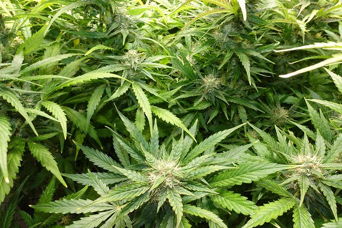 Growreport Bild 7