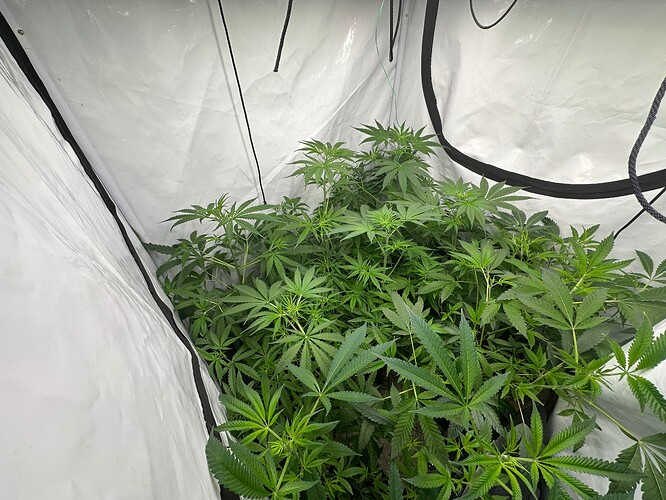 Growreport Bild 1