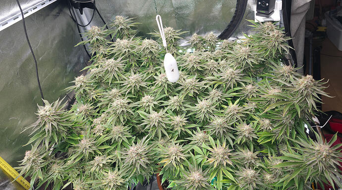 Growreport Bild 26