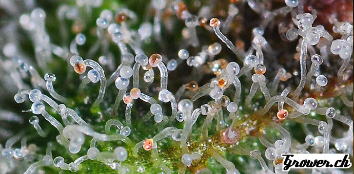 cannabis-trichomes-mi-laiteux-mi-ambres