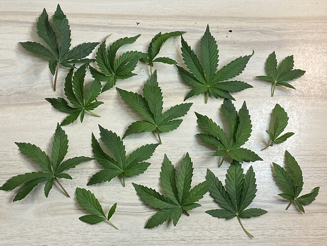 Growreport Bild 50