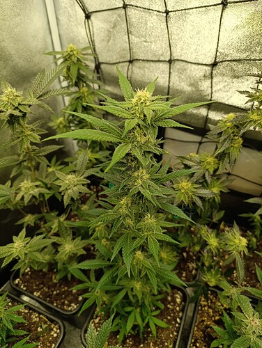 Growreport Bild 5