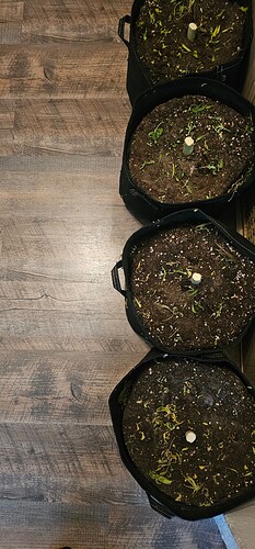 Growreport Bild 25