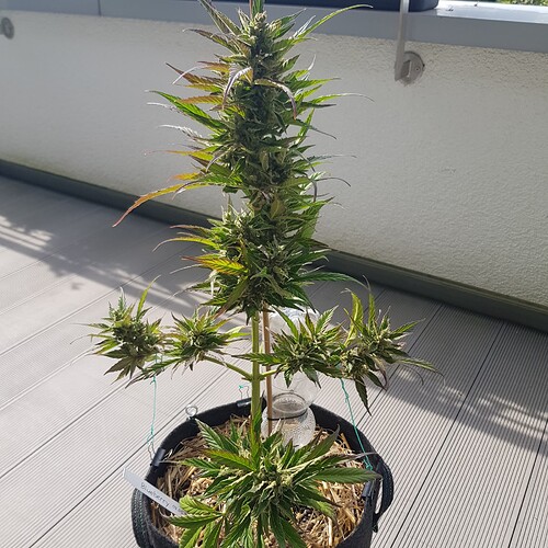 Growreport Bild 1
