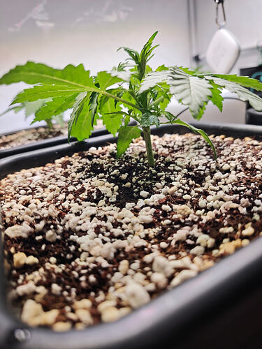 Growreport Bild 10