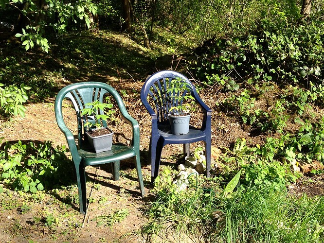 Zwei junge Cannabispflanzen in Töpfen stehen auf grünen und blauen Plastikstühlen im Garten.