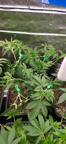 Growreport Bild 7