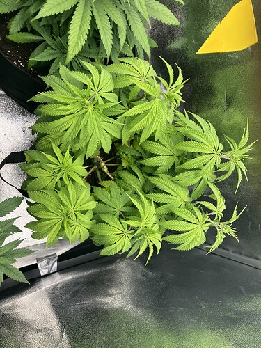 Growreport Bild 12