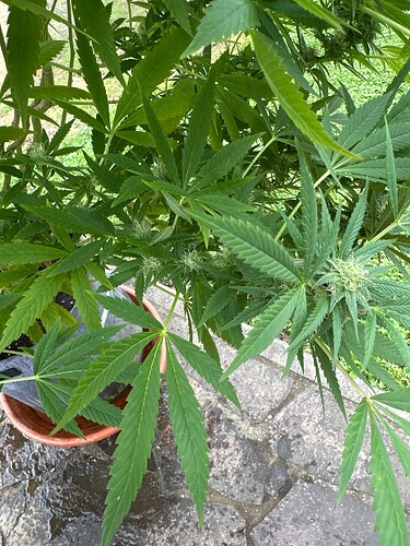 Growreport Bild 32
