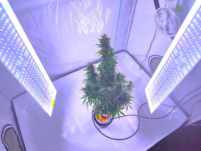 Growreport Bild 1