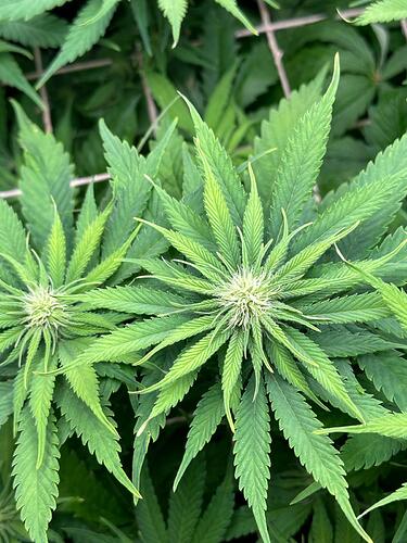 Growreport Bild 25
