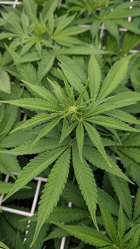 Growreport Bild 7
