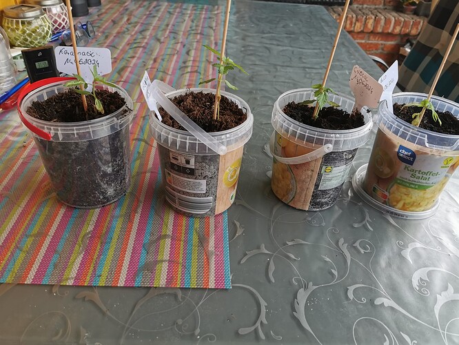 Growreport Bild 3