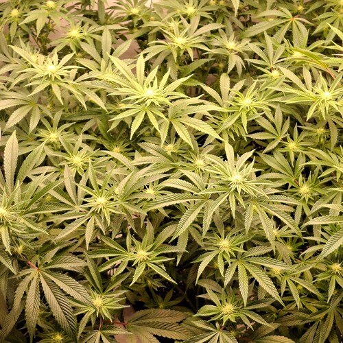 Growreport Bild 25