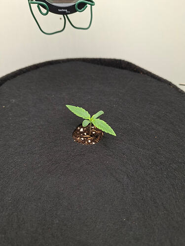 LT 2