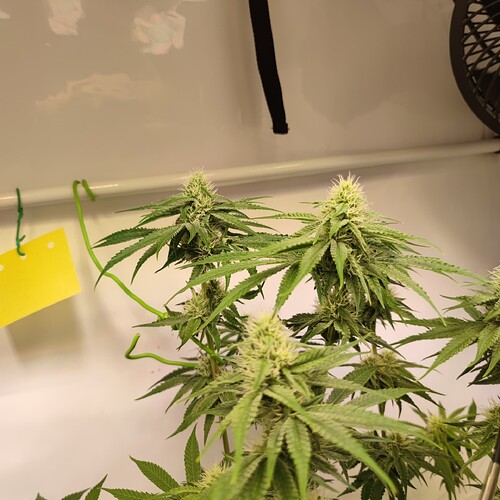 Growreport Bild 16