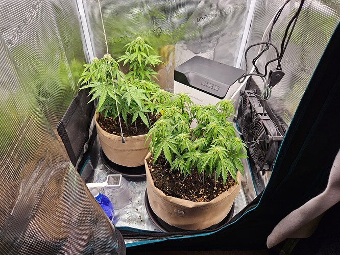 Growreport Bild 62