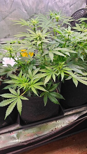 Growreport Bild 6