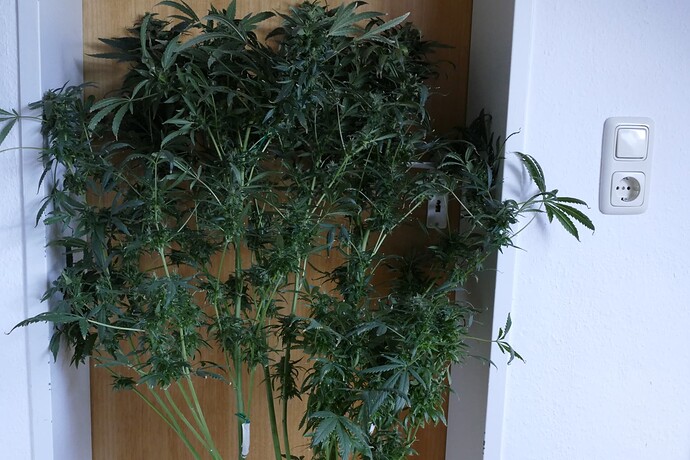 Growreport Bild 5