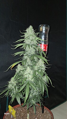 Longbottom Haze