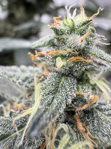 Growreport Bild 5