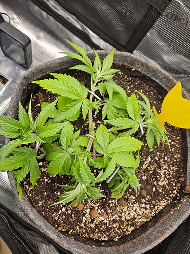 Growreport Bild 7