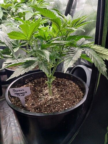 Growreport Bild 1