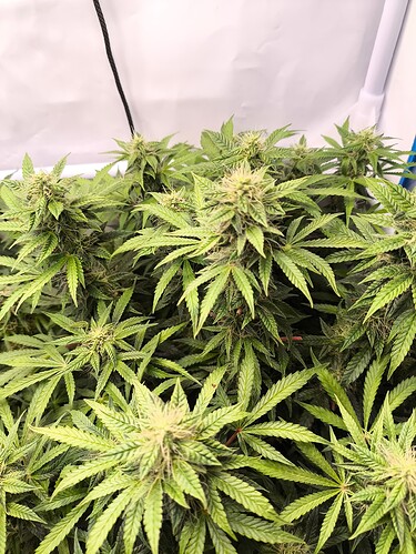 Growreport Bild 3