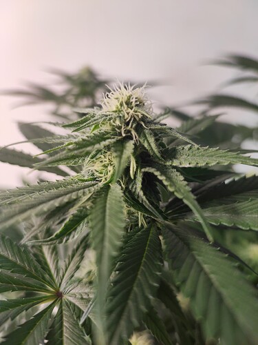 Growreport Bild 12