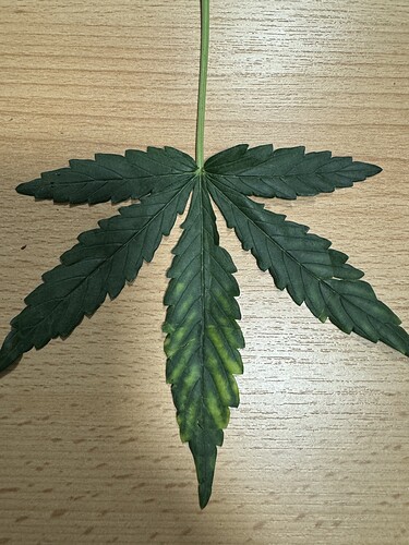 Growreport Bild 34