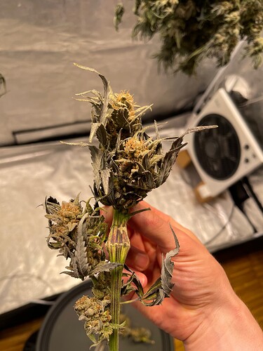 Growreport Bild 2