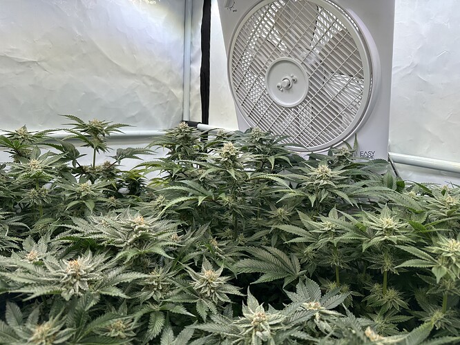 Growreport Bild 2