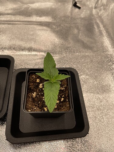Growreport Bild 24