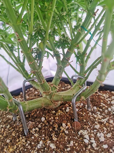 Growreport Bild 5