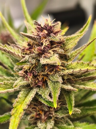 Growreport Bild 7