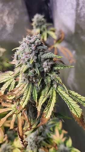 Growreport Bild 2
