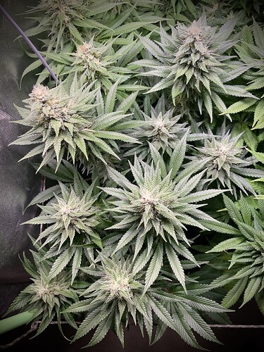 Growreport Bild 18