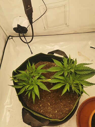 Growreport Bild 6