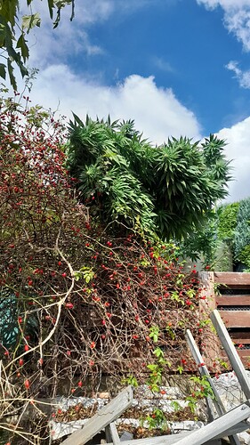 Growreport Bild 15